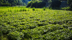 中药材基地