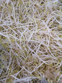 豆芽