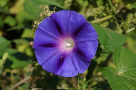 牵牛花