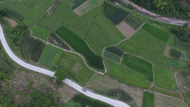 航拍中药材基地