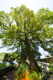 古樟