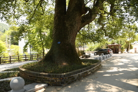 古樟
