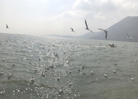 海鸥 红嘴鸥