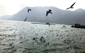 海鸥 红嘴鸥