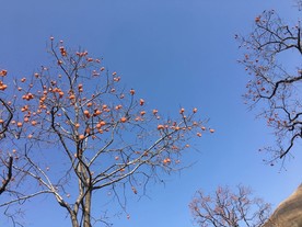 柿子树