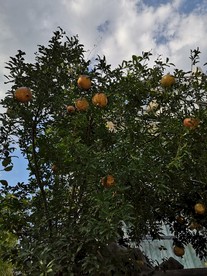 橘子树
