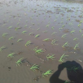 插秧