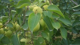 库尔勒香梨