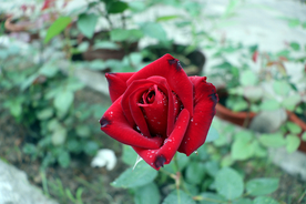 玫瑰花 月季花
