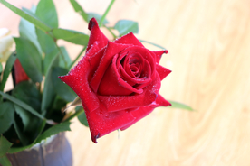 玫瑰花