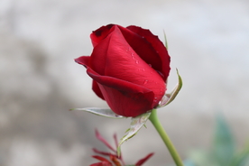 玫瑰花 月季花