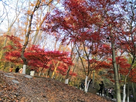 栖霞山枫叶