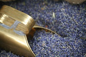 熏衣草 熏衣草茶
