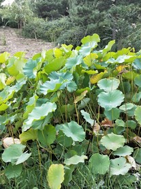 翠绿的荷叶