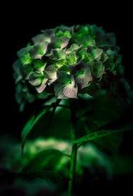 花球