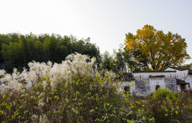 乡村小景