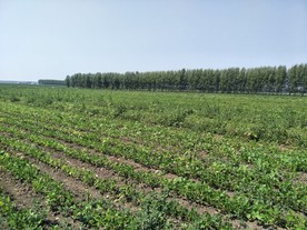 红小豆