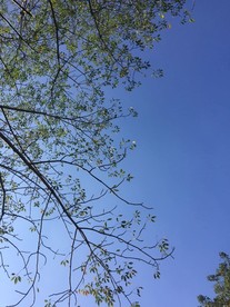 蓝天树叶