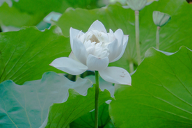 荷花