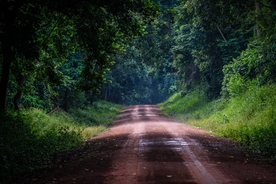 林荫小路