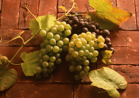 葡萄