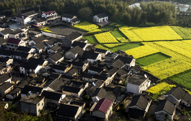 古村黄花