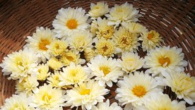 杭白菊