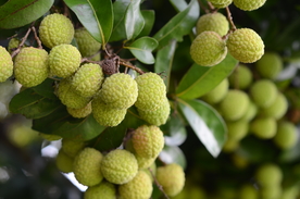 青荔枝