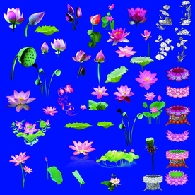 荷花