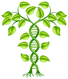 基因DNA