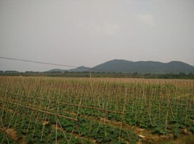 冬瓜瓜田