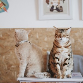 两只猫