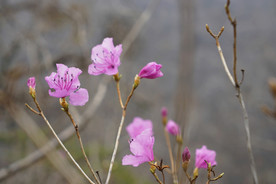 山杜鹃花 杜鹃花