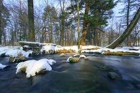 东北雪水河水树林