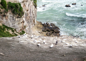 新西兰鸟岛风景