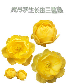 黄月季三度花朵成长图