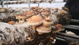 大棚香菇