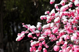 寒梅傲雪
