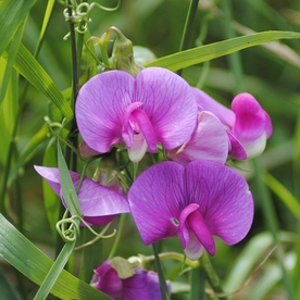豌豆花