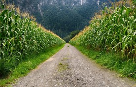 美丽的乡村风景