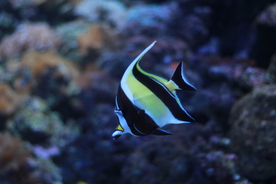 高清海洋动物摄影图