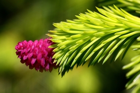 松花