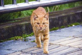 黄猫