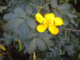 一朵野花