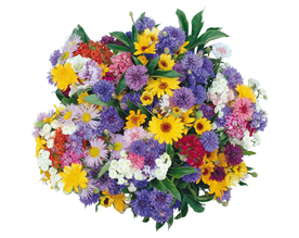 鲜花  花朵   菊花