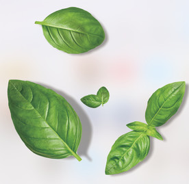 叶子  绿叶  薄荷叶