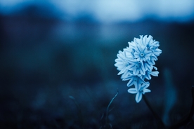 淡蓝色的花