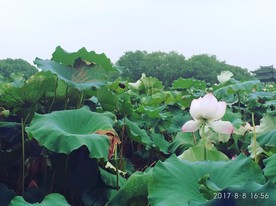 西湖荷花
