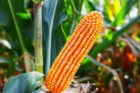玉米