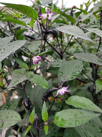 辣椒花